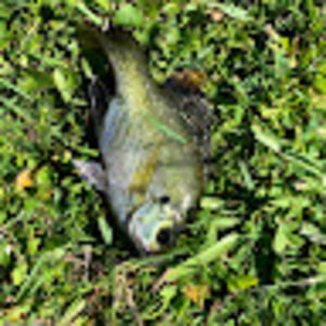 Meet your Posher, Claire